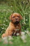 DOGUE DE BORDEAUX 255